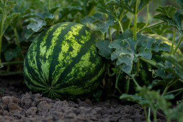 Green watermelon plants on the ground