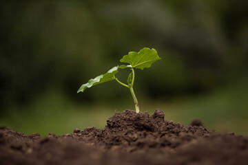 A young bean plant in the ground