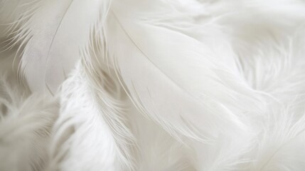 Obraz premium Abstract close-up of white feathers with fine details and soft light, feather texture background