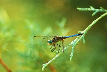 dragonfly on a green tree branch