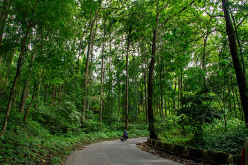 The Pitch curvy road passing through reserve forest in Kalimpong