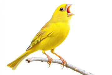 Canary perched and singing isolated on a white background