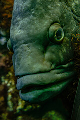 Foto submarina o Close up de un pez mero es de tamaño grande en las aguas del Atlántico.

