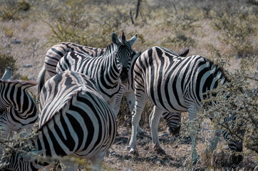 zebra in etosha national park, namibia
