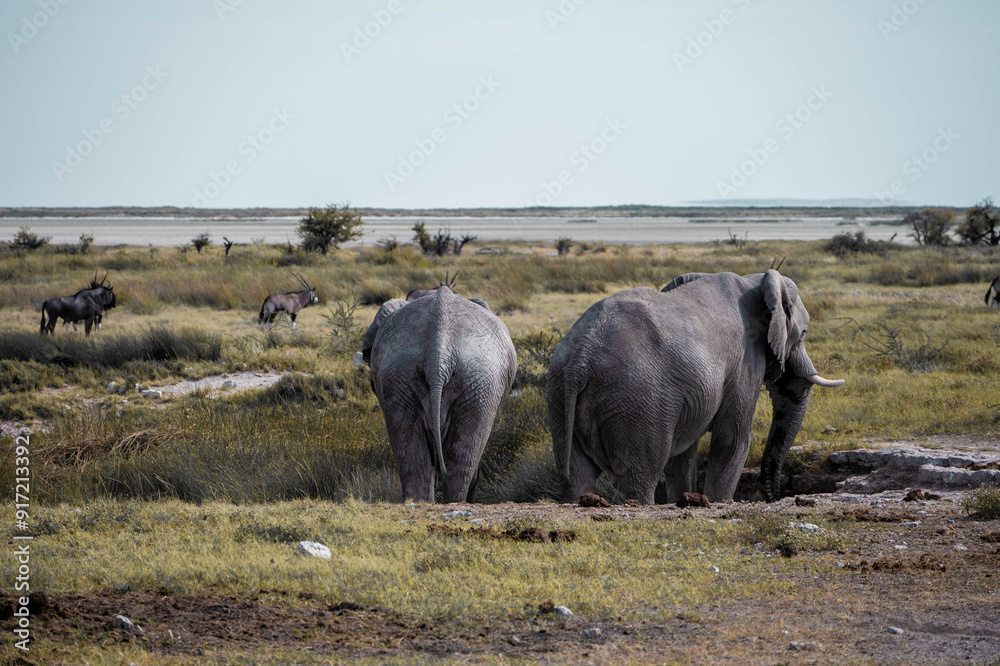 Wall mural Elephant on the savanna of etosha national park, namibia