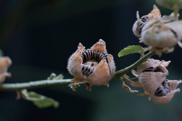 Flower mallow plant seeds close-up