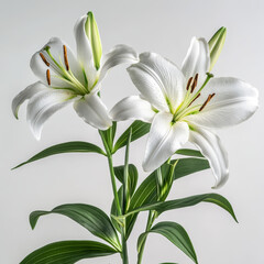 Obraz premium high-definition, photograph, blooming flowers, detailed, roses, tulips, orchids, sunflowers, lotuses, jasmine, lilies, daisies, cherry blossoms, peonies, crinum lilies