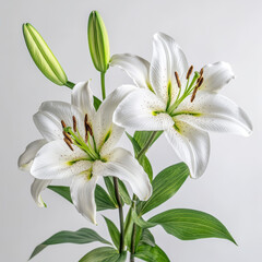 Fototapeta premium high-definition, photograph, blooming flowers, detailed, roses, tulips, orchids, sunflowers, lotuses, jasmine, lilies, daisies, cherry blossoms, peonies, crinum lilies