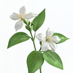 Fototapeta premium high-definition, photograph, blooming flowers, detailed, roses, tulips, orchids, sunflowers, lotuses, jasmine, lilies, daisies, cherry blossoms, peonies, crinum lilies