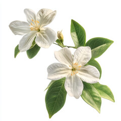 high-definition, photograph, blooming flowers, detailed, roses, tulips, orchids, sunflowers, lotuses, jasmine, lilies, daisies, cherry blossoms, peonies, crinum lilies