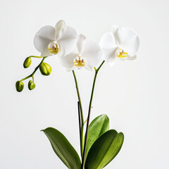 high-definition, photograph, blooming flowers, detailed, roses, tulips, orchids, sunflowers, lotuses, jasmine, lilies, daisies, cherry blossoms, peonies, crinum lilies