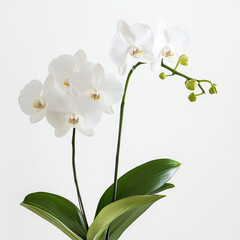 Obraz premium high-definition, photograph, blooming flowers, detailed, roses, tulips, orchids, sunflowers, lotuses, jasmine, lilies, daisies, cherry blossoms, peonies, crinum lilies