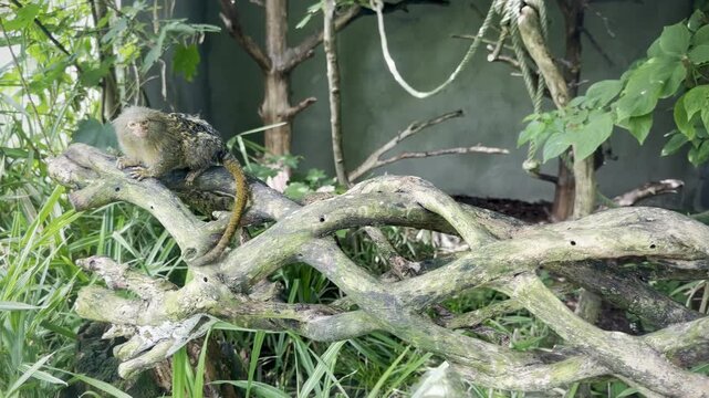 Pygmy Marmoset (Cebuella pygmaea) Perched on a Branch in a Dense, Green Jungle Habitat, Native to South America