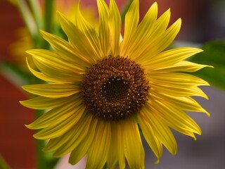 A close-up shot of a yellow sunflower