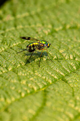 fly on leaf