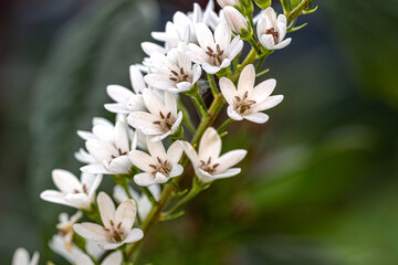 tree blossom
