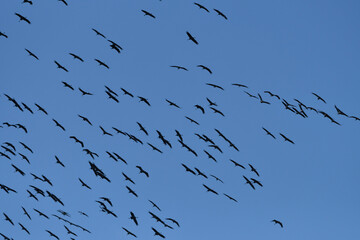 Kranichzug am Himmel