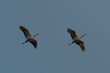 Kranichzug am Himmel