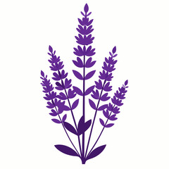 Fototapeta premium Lavender Black silhouette