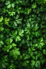 Experience vibrant freshness of green parsley leaves in a top view flat lay arrangement