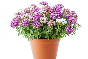 Fototapeta premium Colorful candytuft flowers in the pot isolated on a white background 