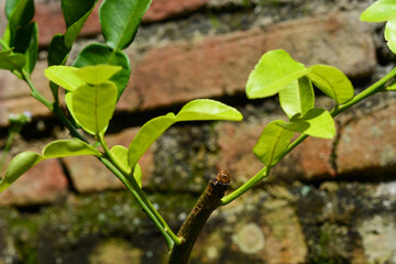 Close up of orange tree trunk (Citrus)