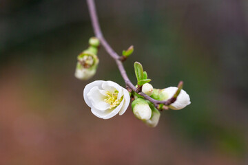 Close up White flowers of Japanese Quince. Floral spring background, selective focus