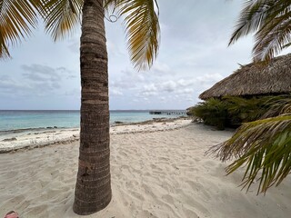 palm tree on the beach