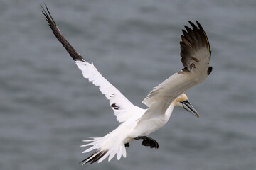 Northern Gannet, Morus bassanus, immature or sub-adult bird in flight