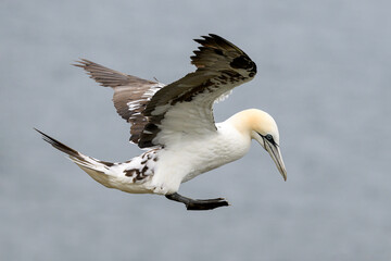Northern Gannet, Morus bassanus, immature or sub-adult bird in flight
