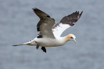 Northern Gannet, Morus bassanus, immature or sub-adult bird in flight