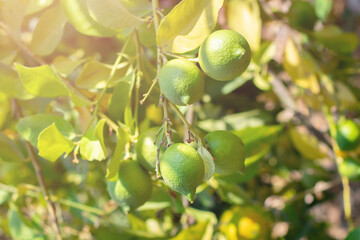 Green unripe, immature lemon fruits on tree and bright sunlight.Farming cultivation harvesting fruits on countryside, orchard