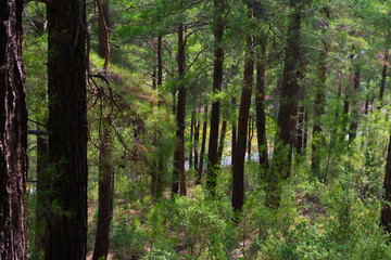 Fototapeta premium Forest greenwood in summertime on day light. Nature landscape with wood background