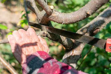 Gardener is cutting fruit apple, plum trees with saw as seasonal work in countryside garden.
