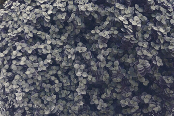 Botanical natural grass background with green leaves, copy space.Pattern for design,photo filter. Callisia repens