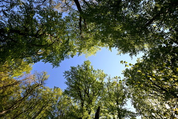 Nationalpark Jasmund, Baumkronen der Buchen am Königsstuhl