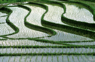 Reisterrassen auf Bali 