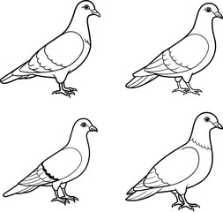 the pigeon line art coloring page template