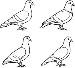 the pigeon line art coloring page template