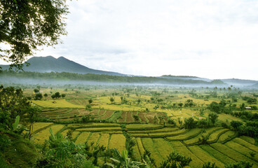 Reisterrassen auf Bali 