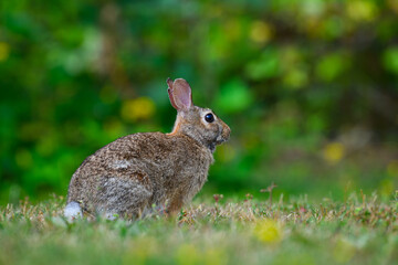 Eastern Cottontail rabbit in closeup against green background