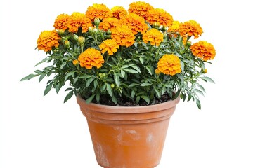 Colorful marigold flowers in the pot isolated on a white background