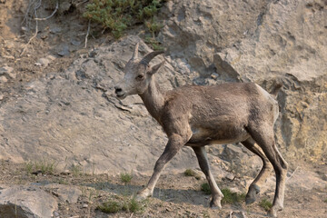 A Rocky Mountain Bighorn Sheep walks along a rocky ledge in Jasper National Park in Alberta Canada just prior to the tragic fire that has been ongoing for almost one month.