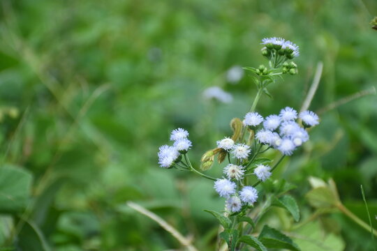 Close Up Galinsoga parviflora yang indah
