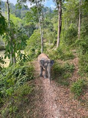 Thai Elephant in Phuket Thailand