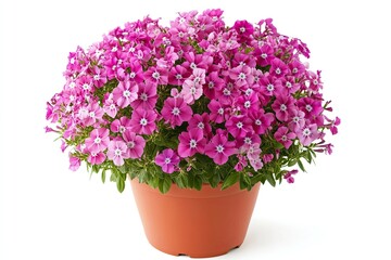 Colorful phlox flowers in the pot isolated on a white background