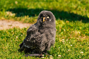 Great grey owl baby owlet
