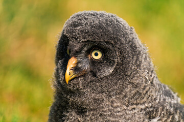 Great grey owl baby owlet