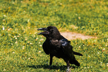 Cape crow or black crow (Corvus capensis)