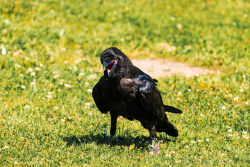 Cape crow or black crow (Corvus capensis)